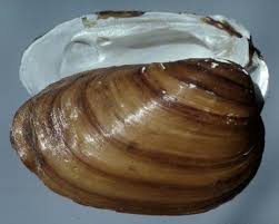 Villosa perpurpurea