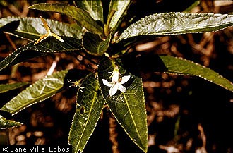 Viola helenae