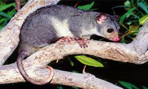 Wyulda squamicaudata