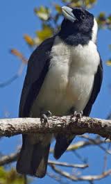Xenopirostris polleni