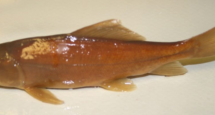 Xyrauchen texanus