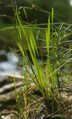 Xyris tennesseensis