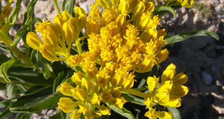 Yermo xanthocephalus