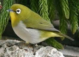 Zosterops albogularis
