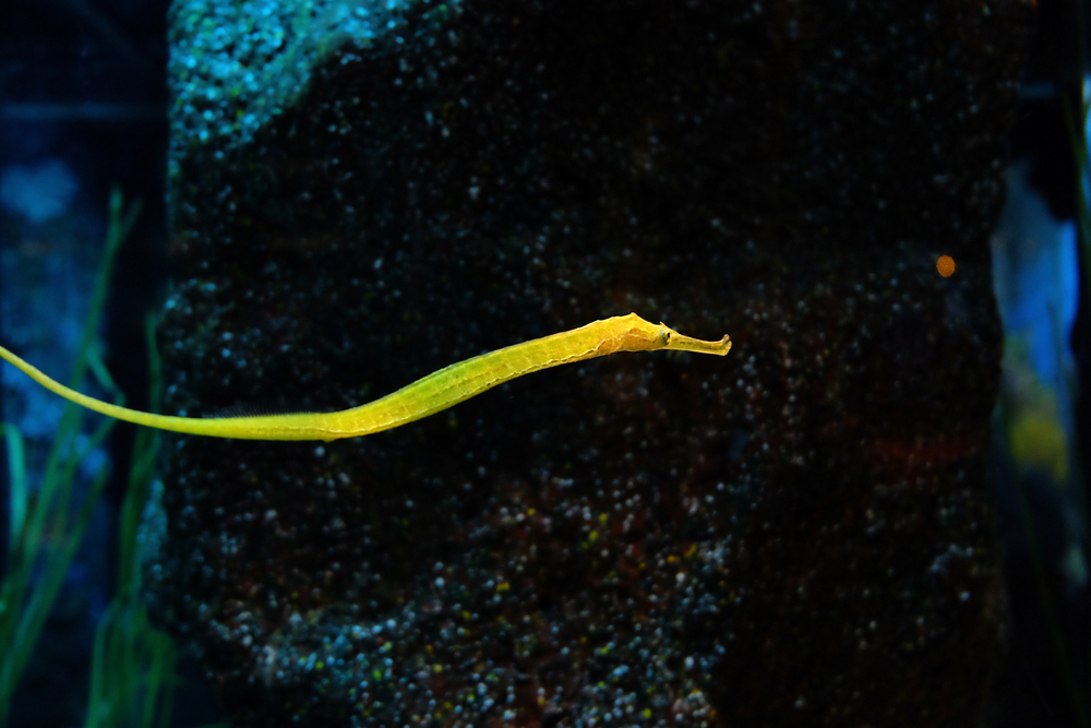 2017/01/Male-pipefish-pregnancy-its-complicated.jpg
