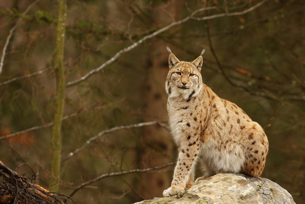 2017/01/Rare-lynx-sightings-reported-across-Colorado.jpg