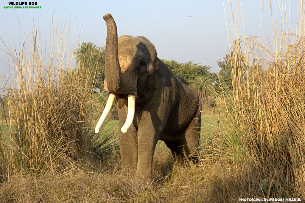 Suraj the elephant: a harrowing story of survival