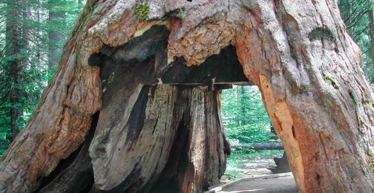 2017/01/Famous-sequoia-tunnel-tree-takes-final-bow.png