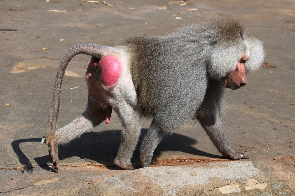 2017/01/babboon.jpg