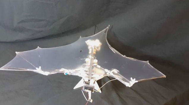 New Batbot drone mimics flying ability of bats