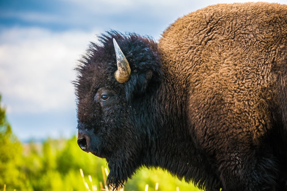 2017/02/Yellowstone-wild-bison-slaughter-causes-outcry.jpg