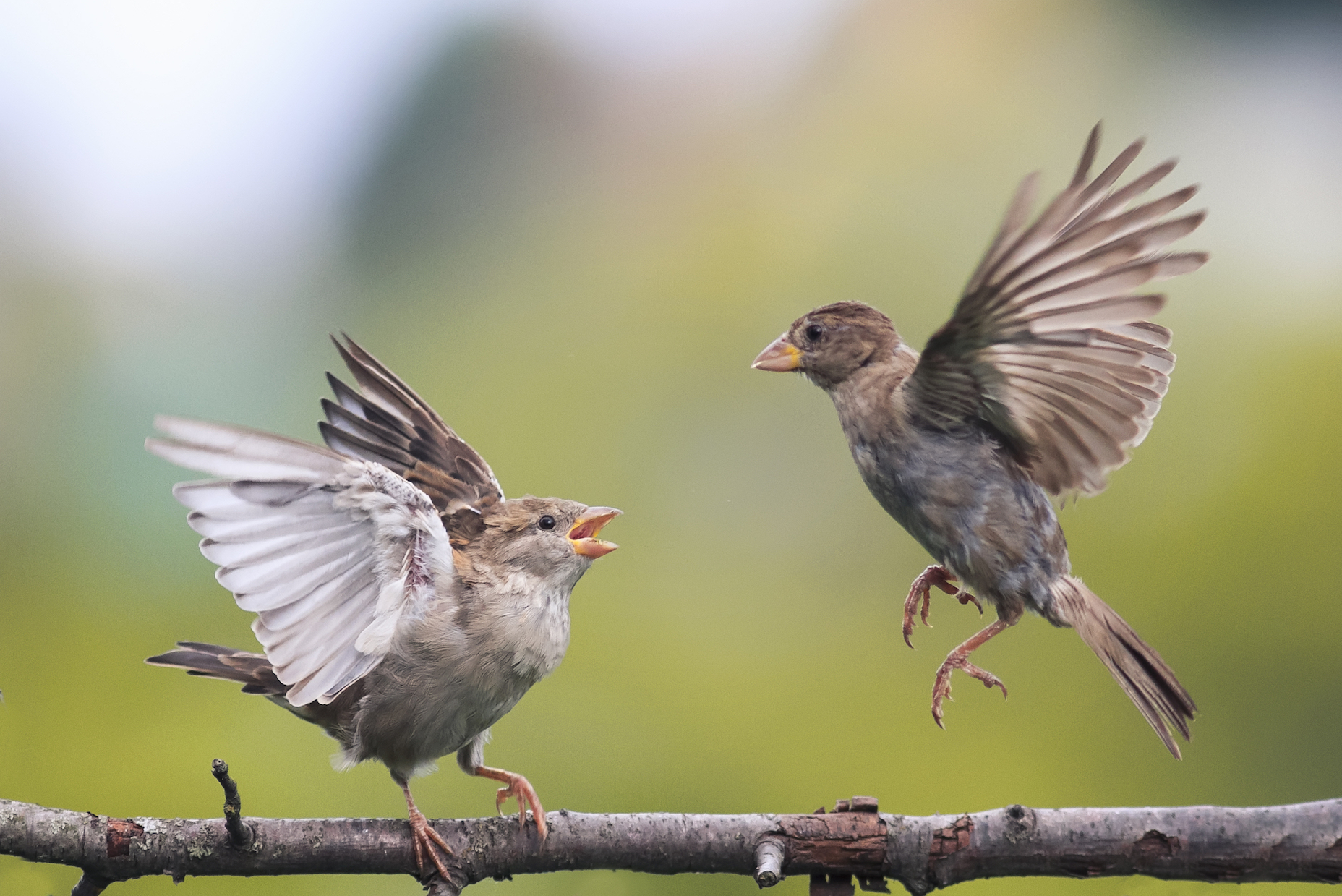 Small bird mobs gang up to attack predators