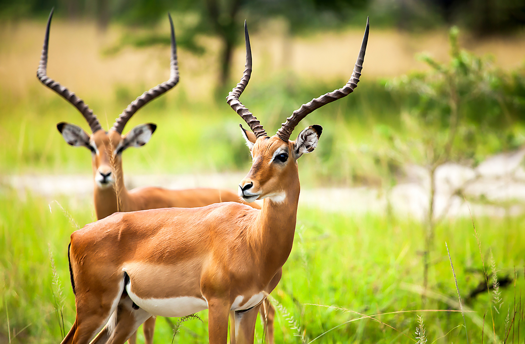Will climate change make black swan events more common?