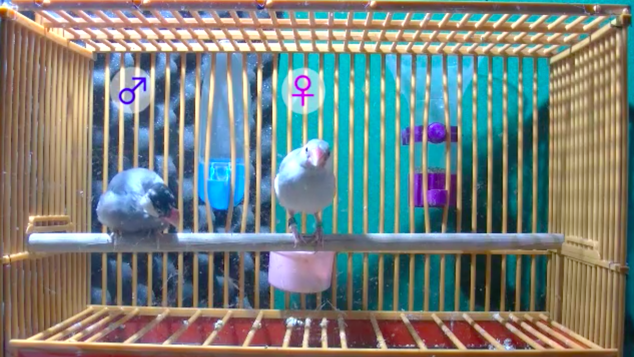 Java sparrows fall in love on the dance floor