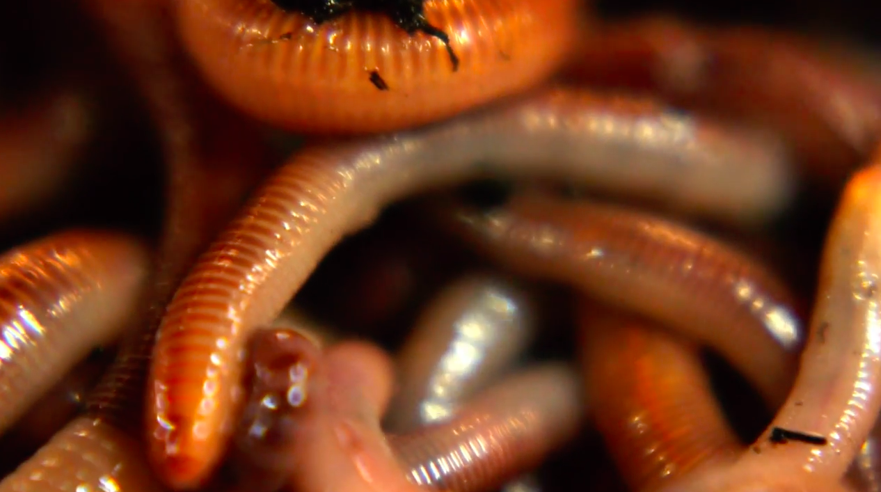 The secret powers of earthworms and other detritivores