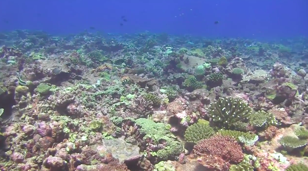 New coral bleaching database developed to protect reefs worldwide