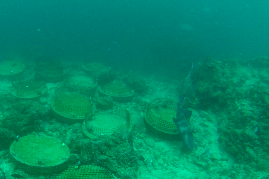 Triggerfish and hogfish prove that food chains can be complicated