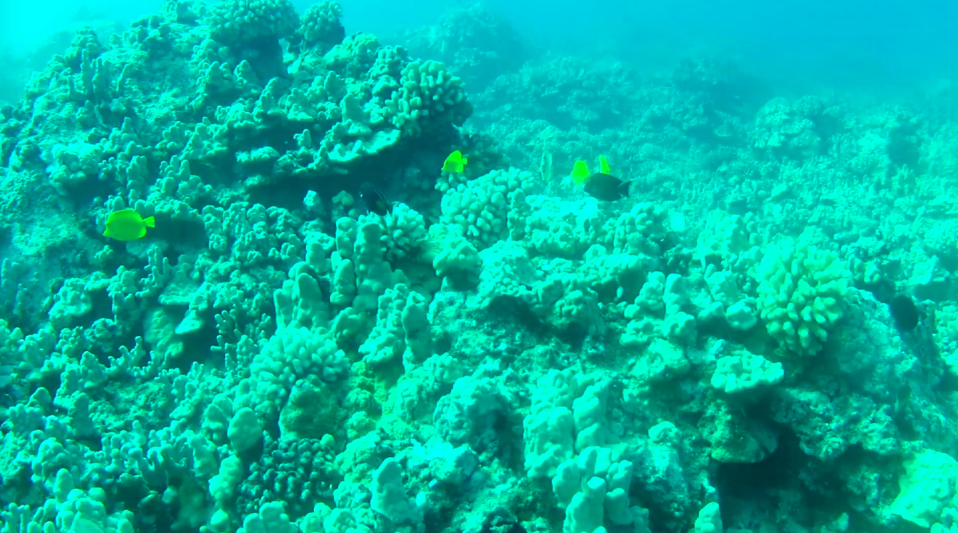 Shallow water fish found in deep Hawaii reefs