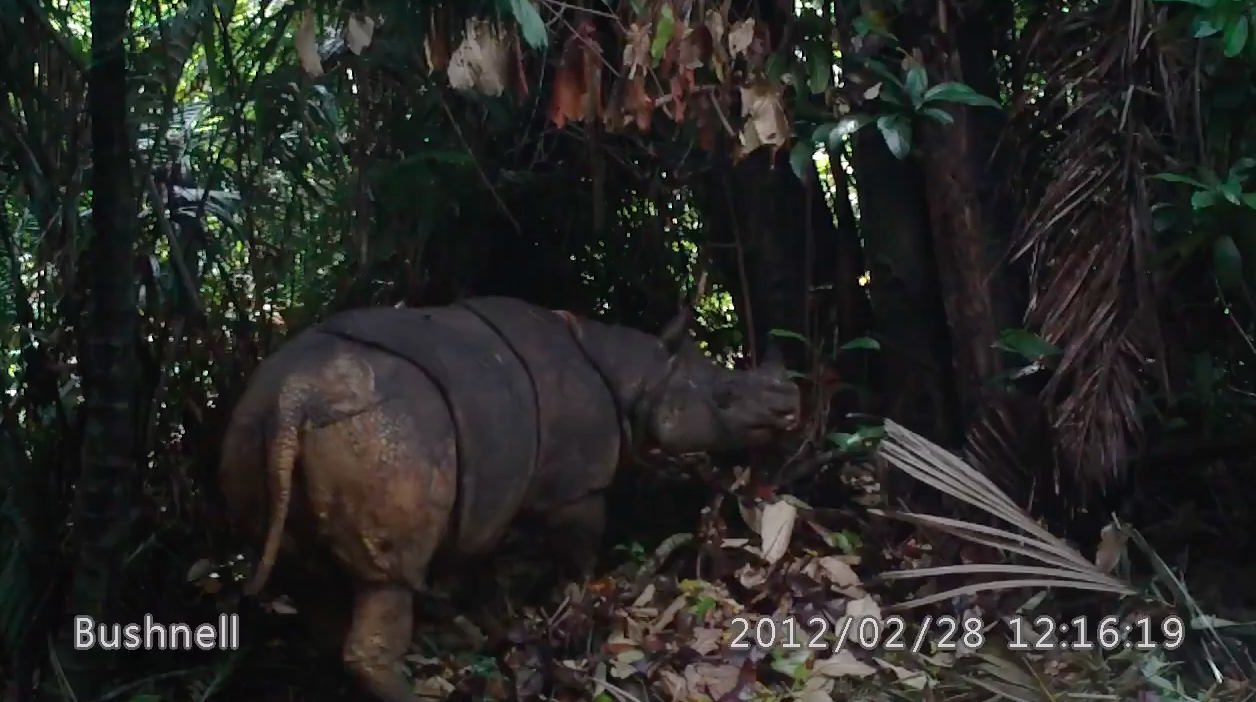 Javan rhinos face extreme threat of extinction