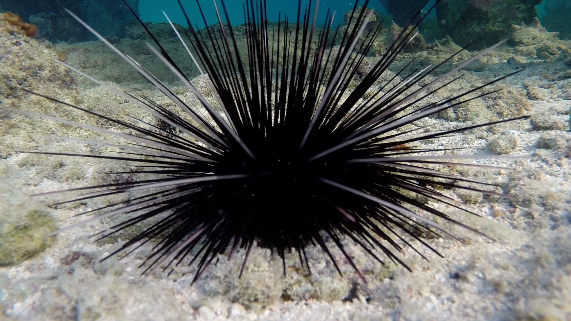 Investigating the disappearance of long-spined sea urchins