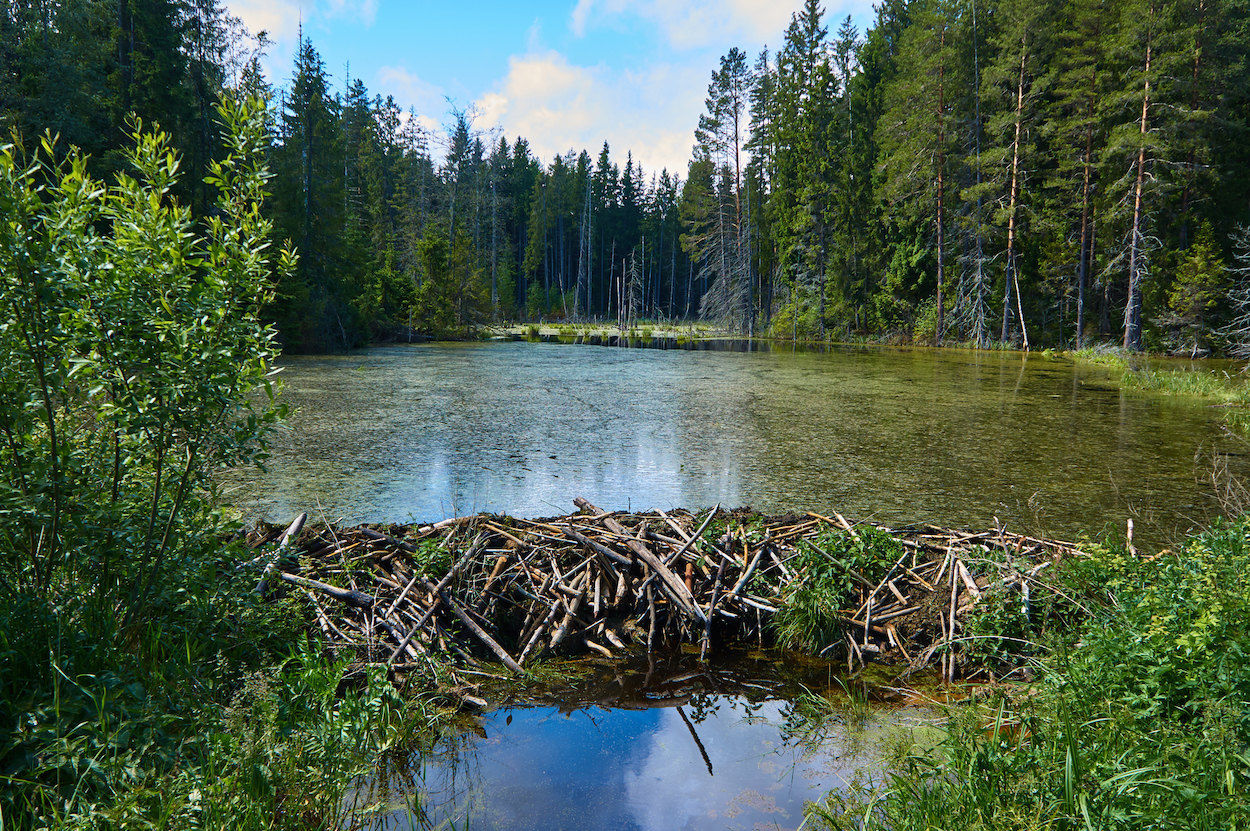 Beaver dams may protect cold-water fish from warming temperatures