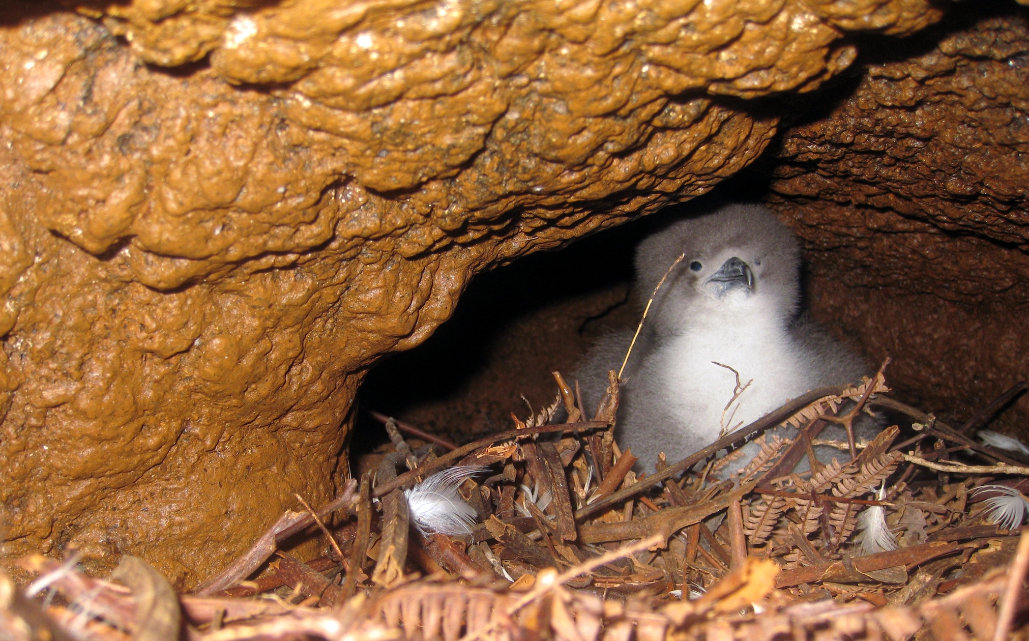 Drastic decline in endangered seabird populations on Kauai