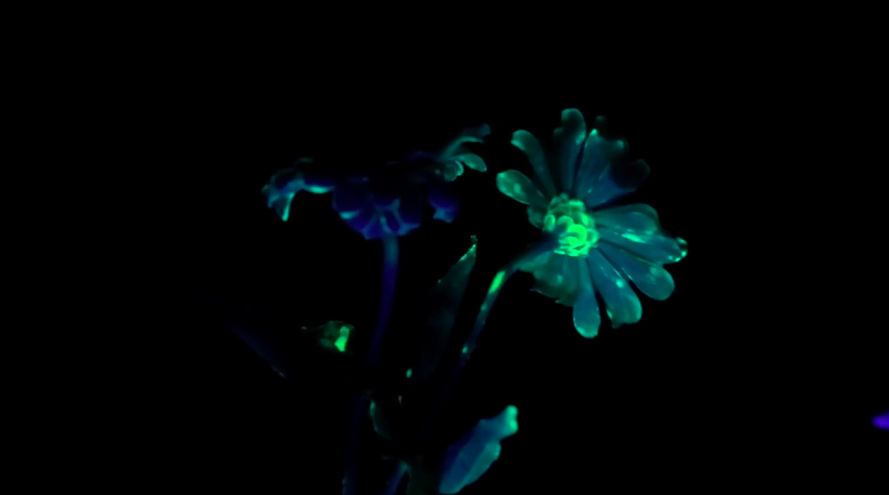 How you can grow your own fluorescent flowers