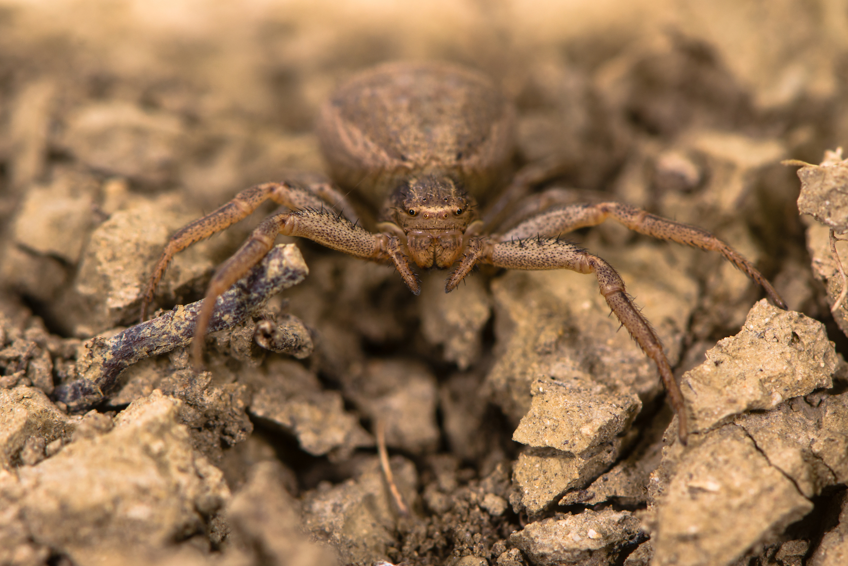 Ground spiders ambush prey with sticky milk