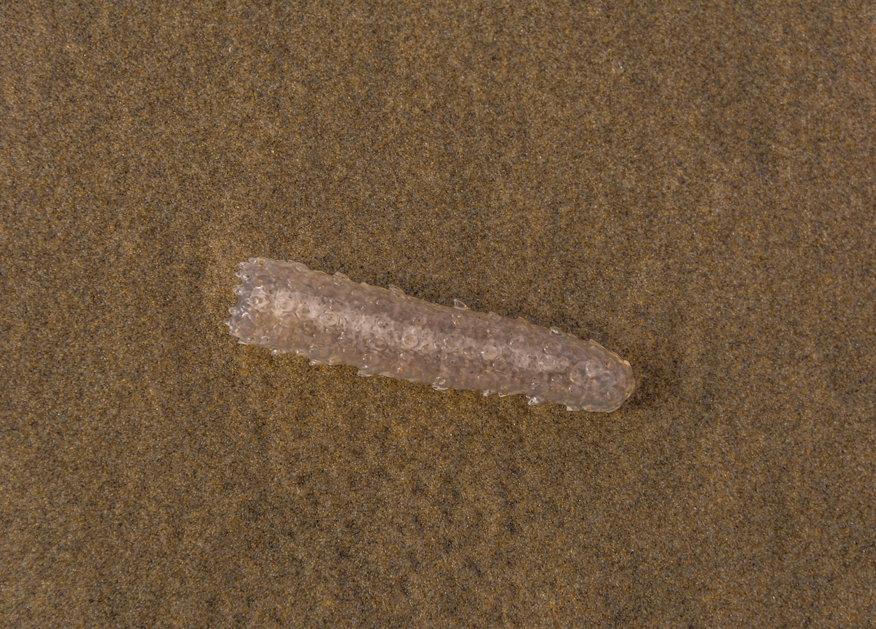 Millions of sea pickles mysteriously appear on U.S. west coast