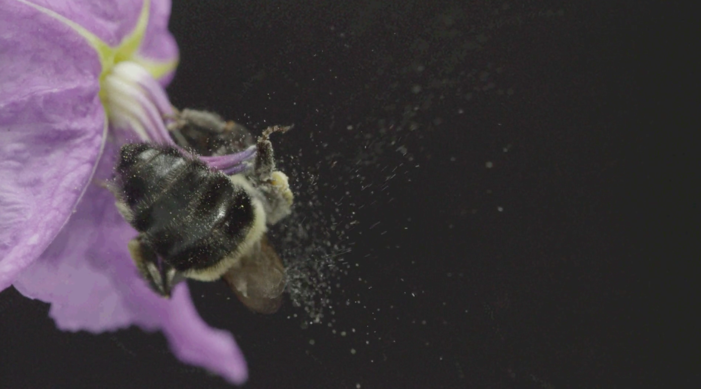 High-speed footage of a sonicating bee