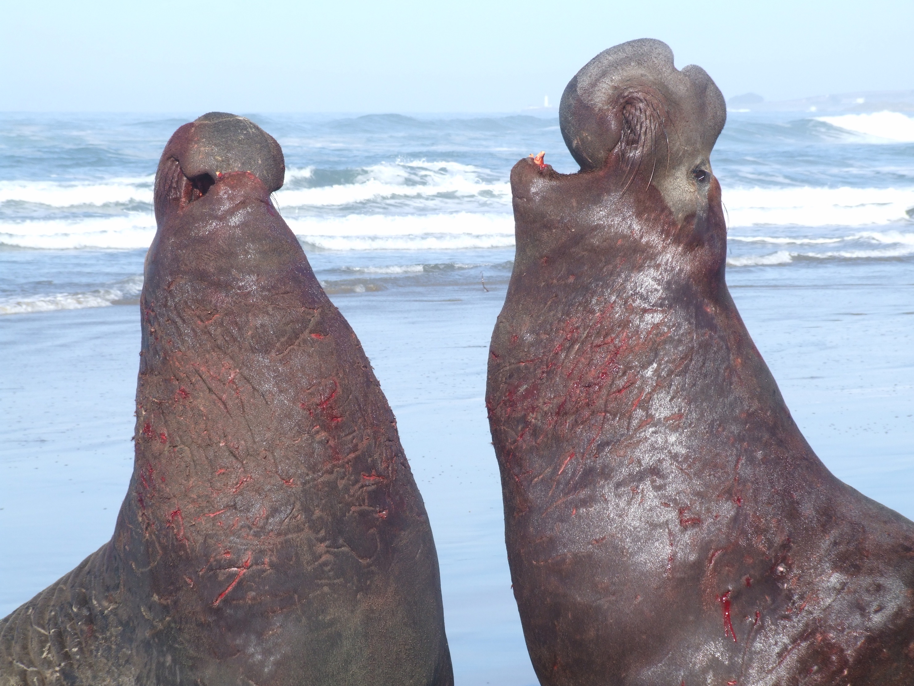 Elephant seals can identify rivals by the rhythm of their calls