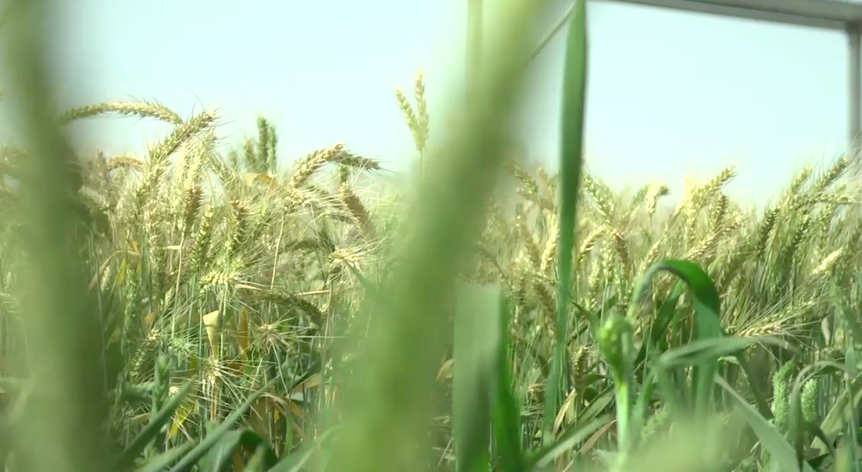 Why investing in wheat research is important