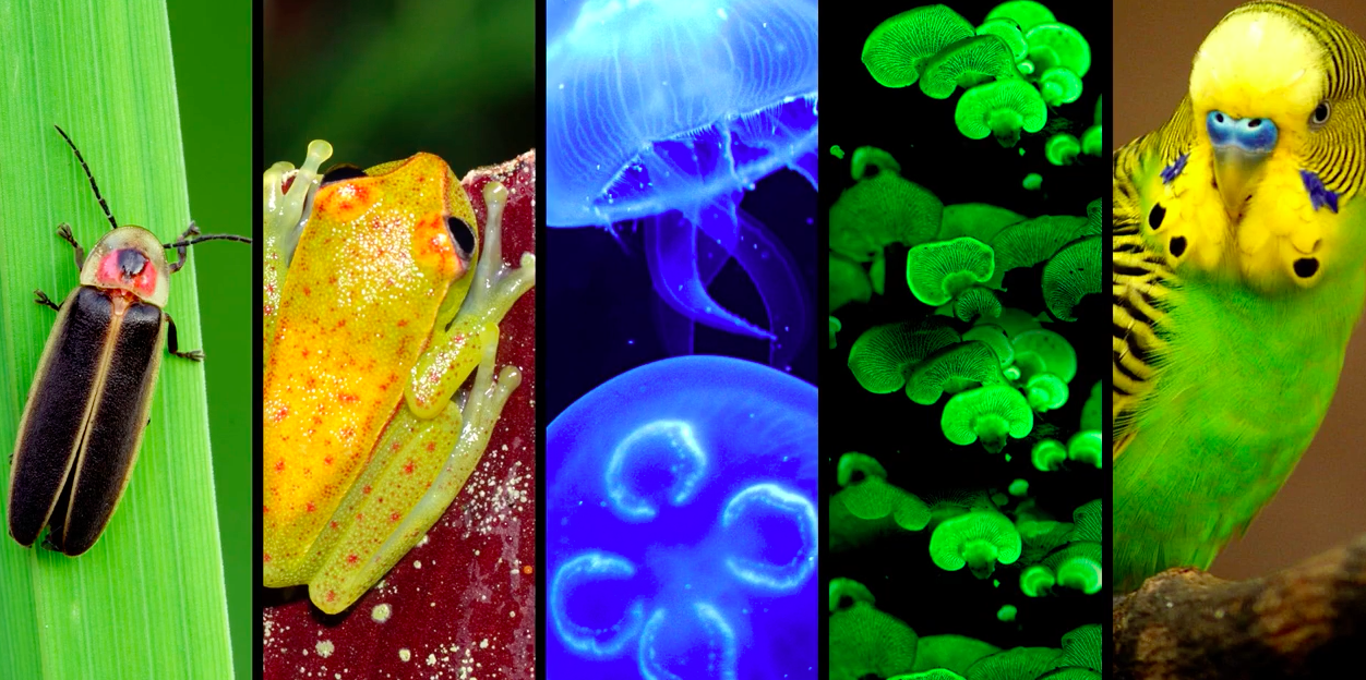 How some animals can glow in the dark