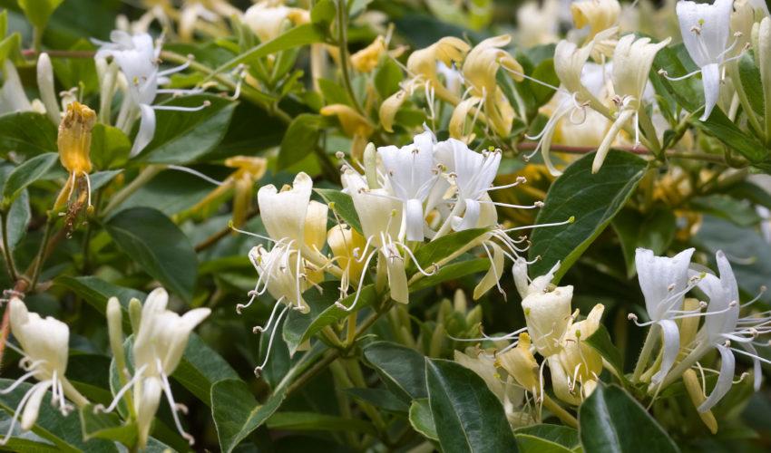 Vine Plant Identification 101