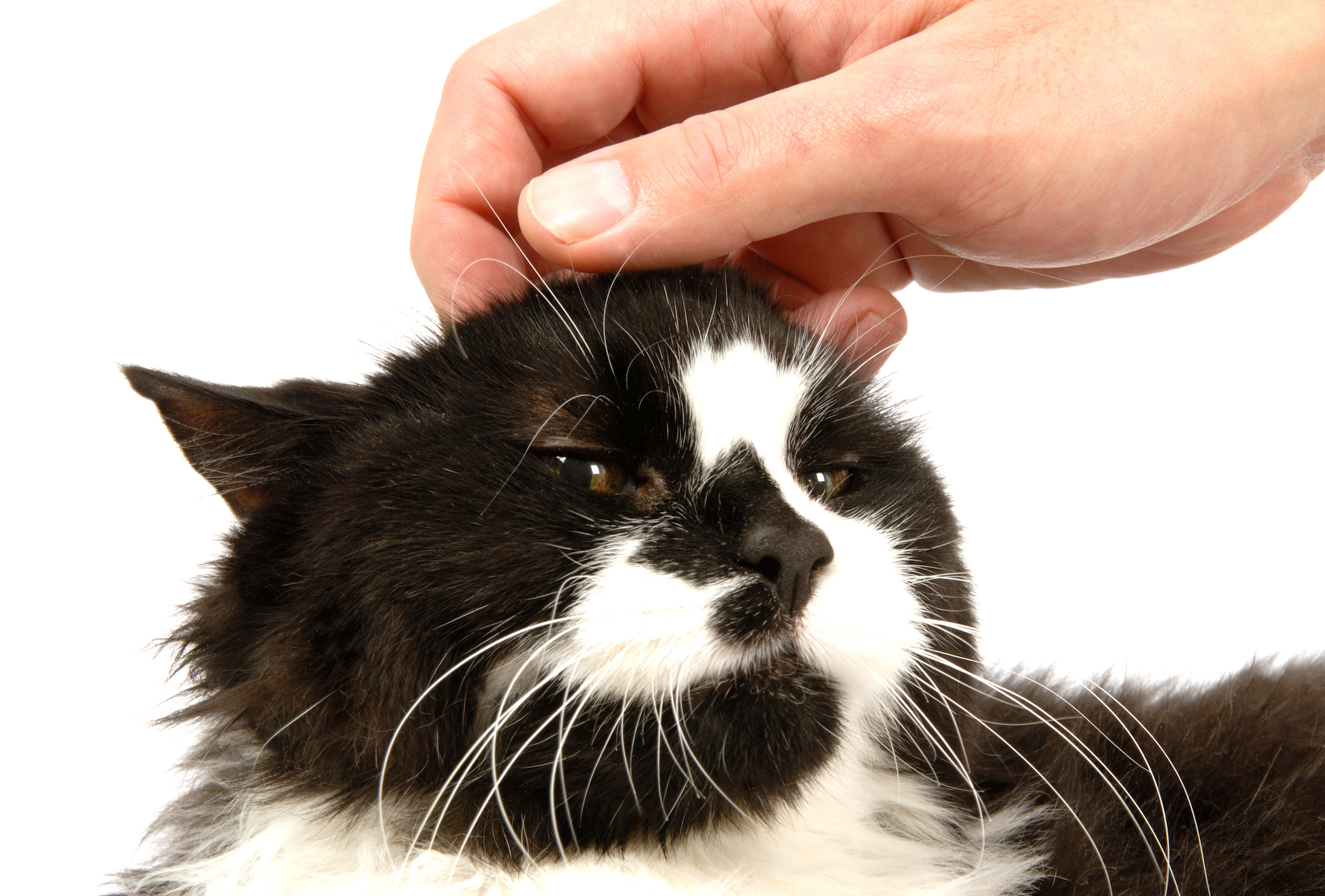 2017/08/Why-cats-love-getting-their-head-scratched.jpg