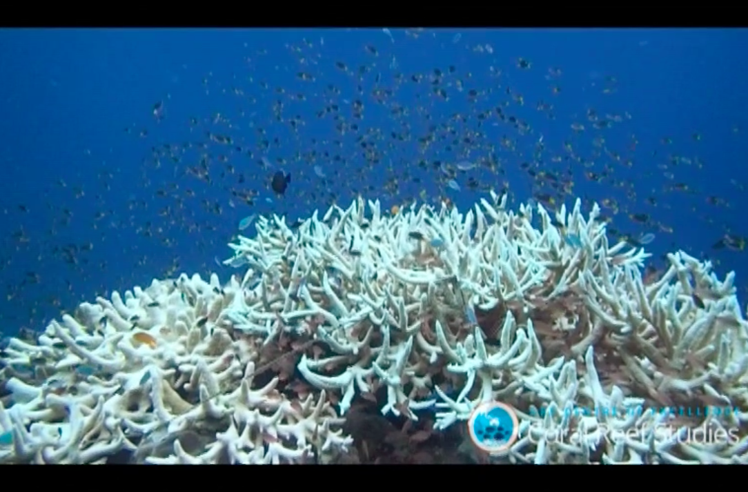 How a coral bleaching event impacts marine life