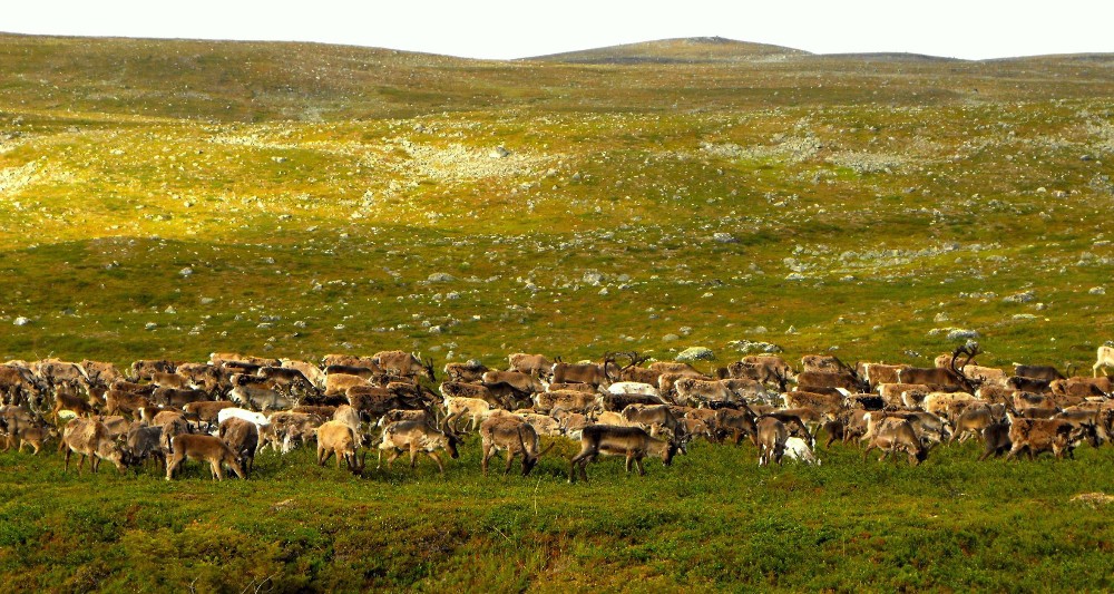 2017/09/reindeer-grazing.jpg