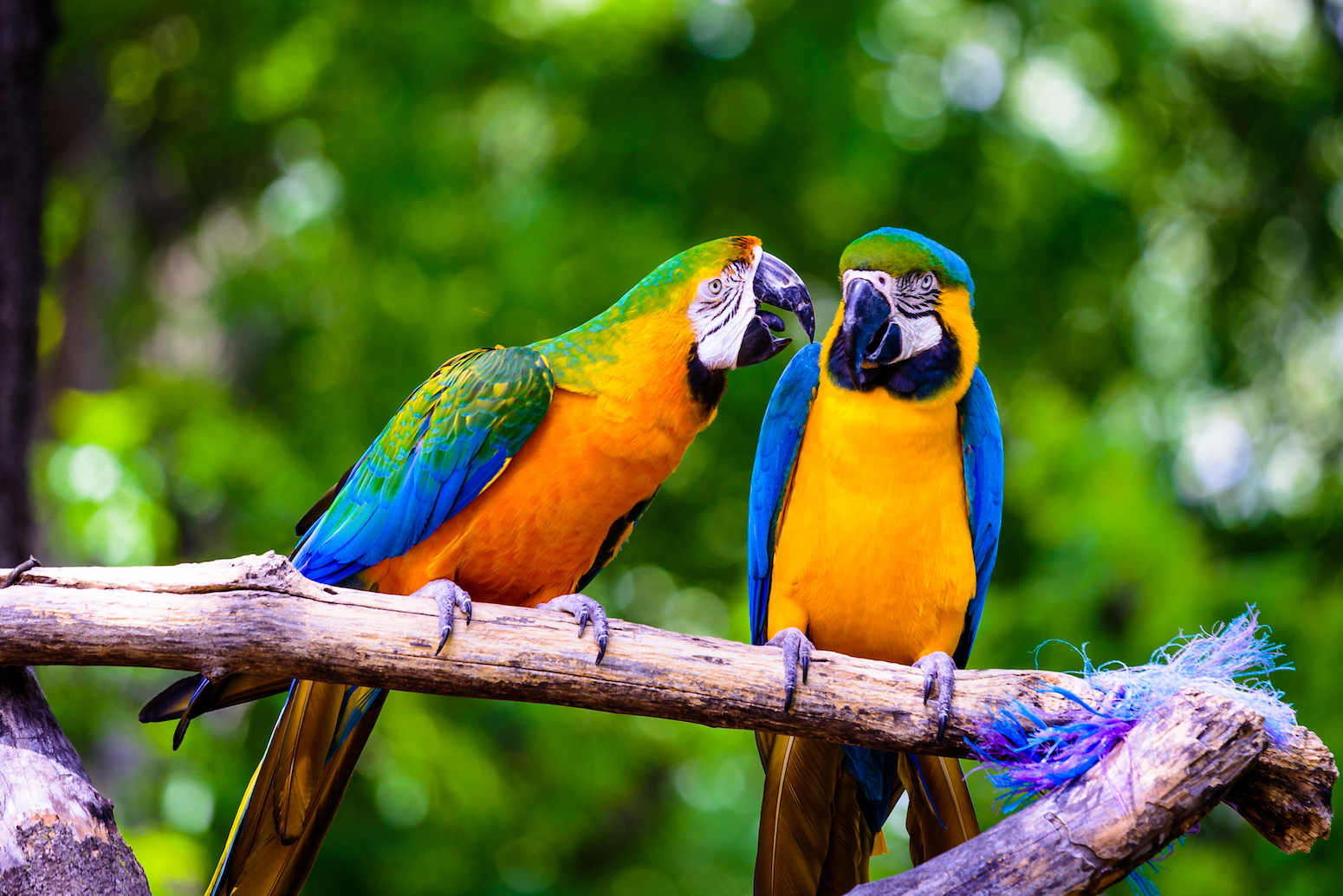 Scientists reveal how parrots get their colorful feathers