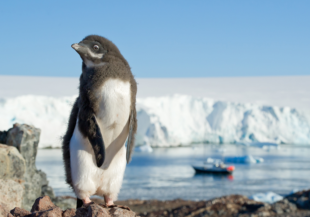 Antarctic penguins face catastrophic loss of chicks