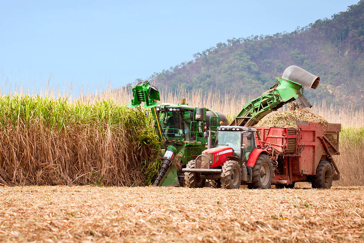 Sugar cane harvest