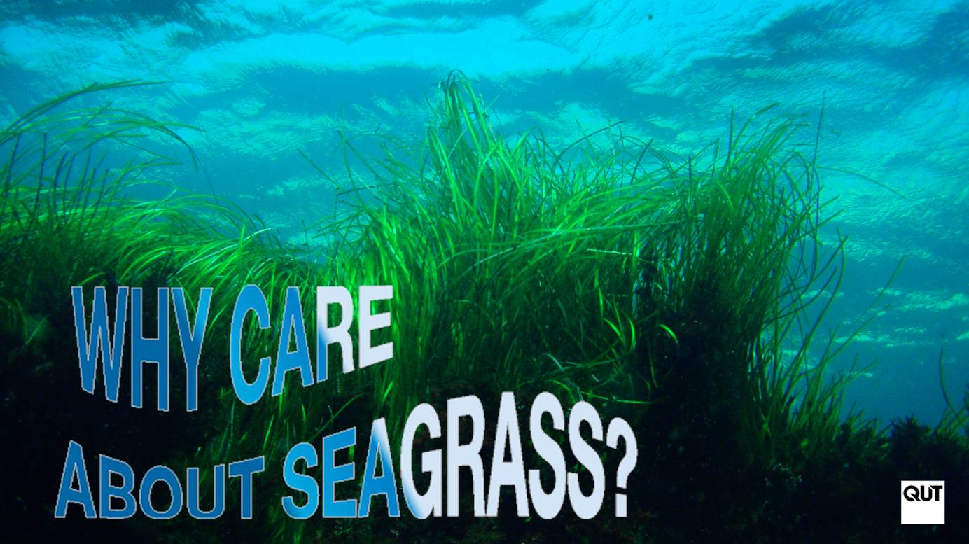 Why should I care about seagrass?