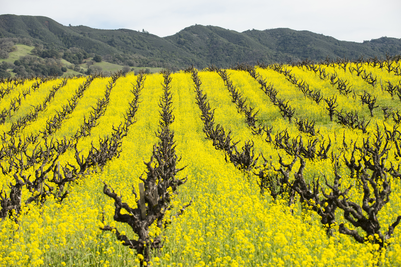 Cover crops help moderate soil temperature