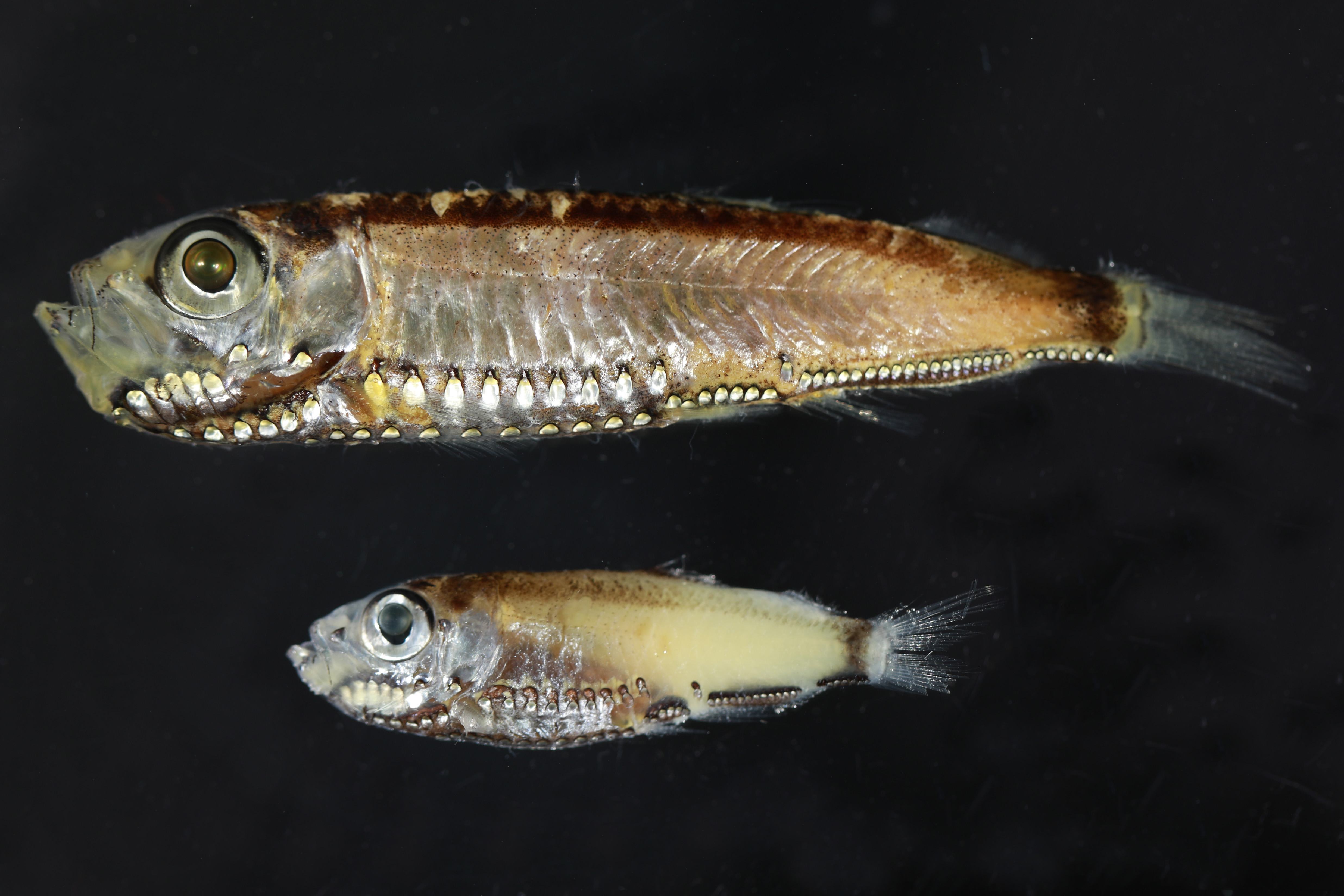 How deep-sea fish can see in twilight conditions