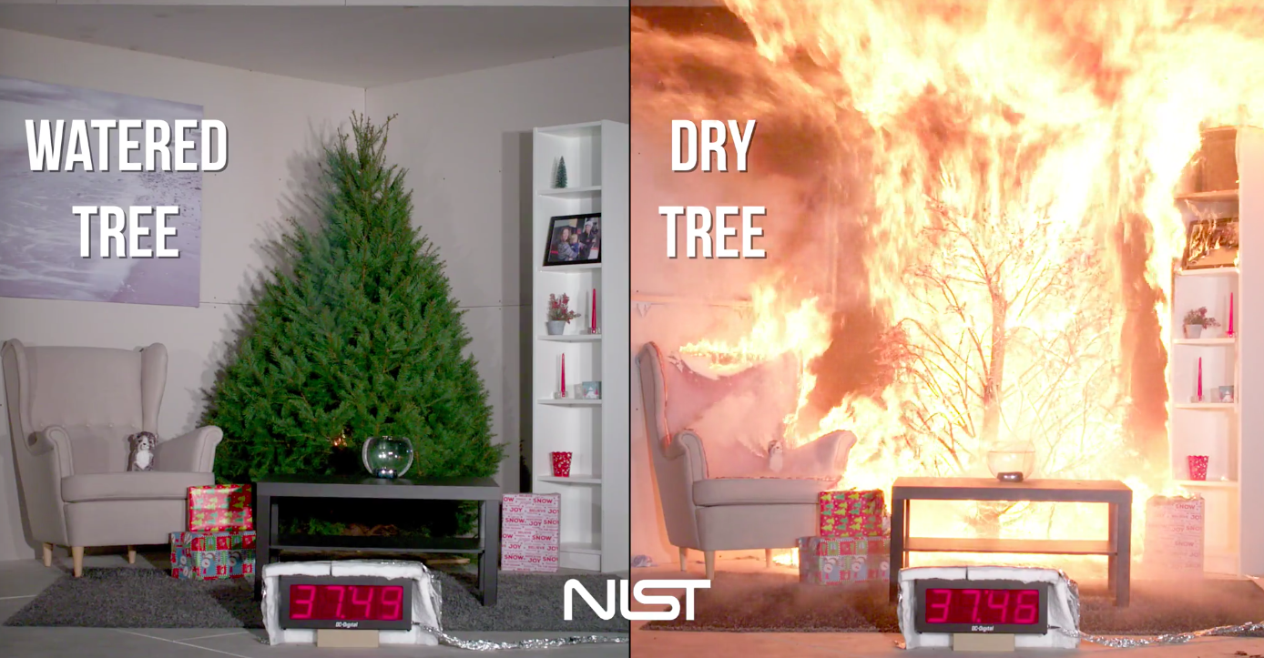 The importance of watering your Christmas tree