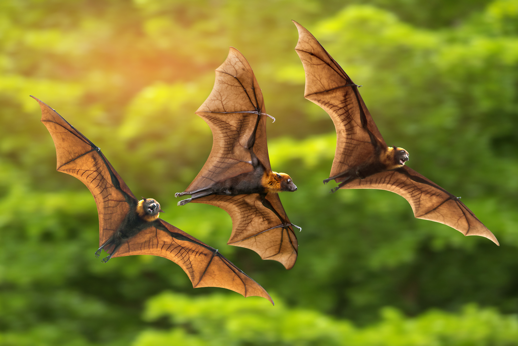 2017/11/How-bats-use-echolocation-to-hunt-prey-.jpg