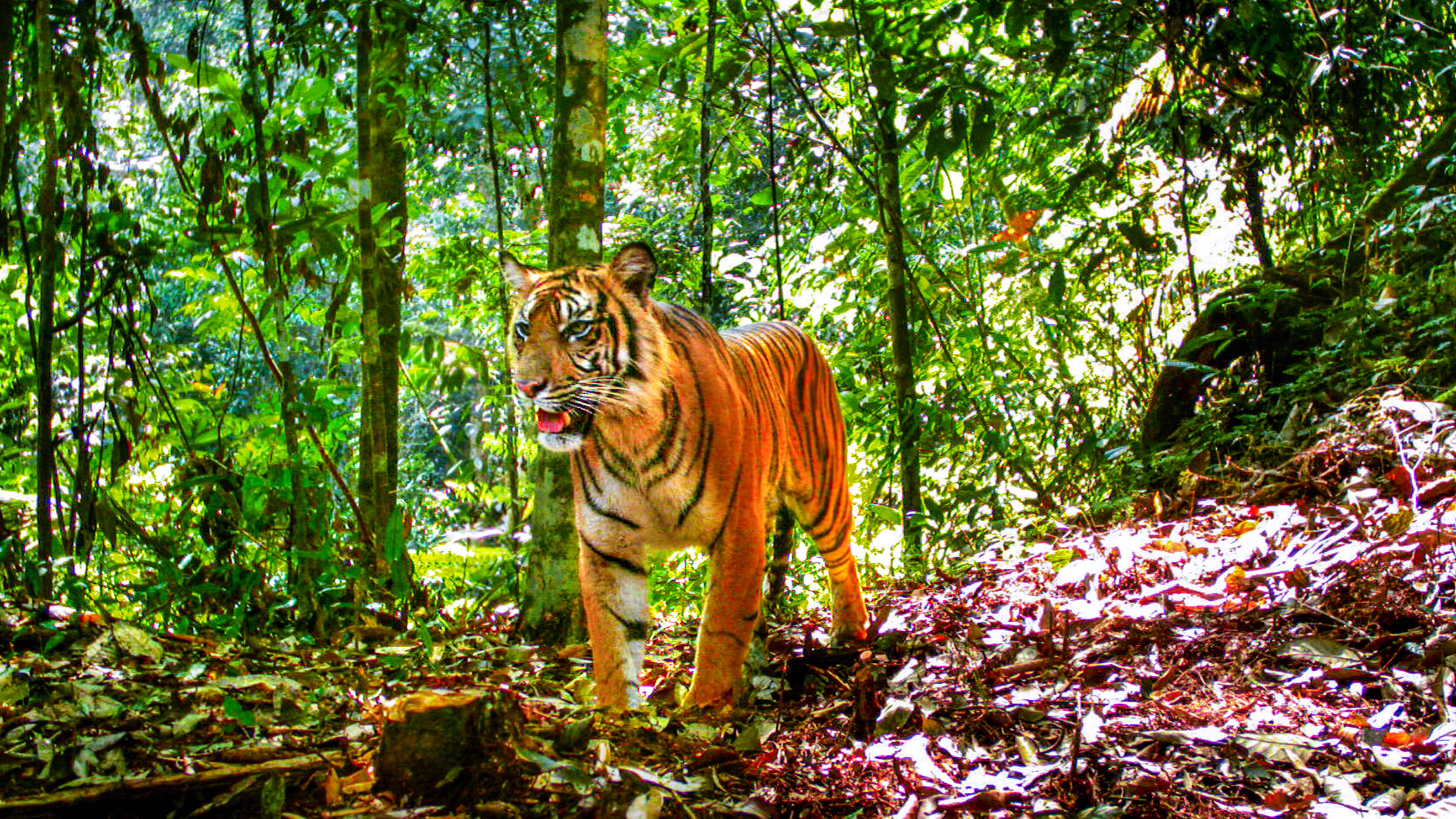 2017/12/Sumatran-tigers-struggle-in-fragmented-forests.jpg