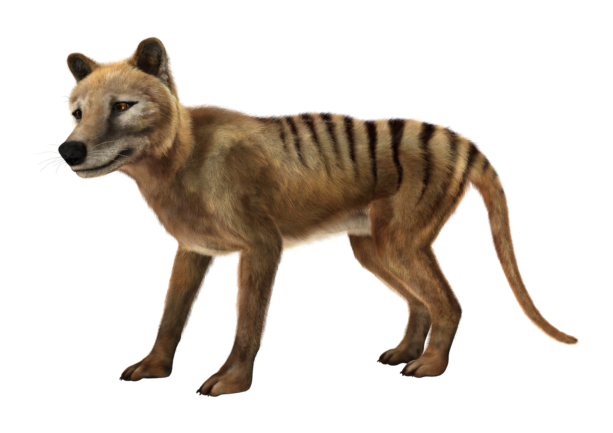 2017/12/Bringing-Tasmanian-tigers-back-from-extinction.jpg