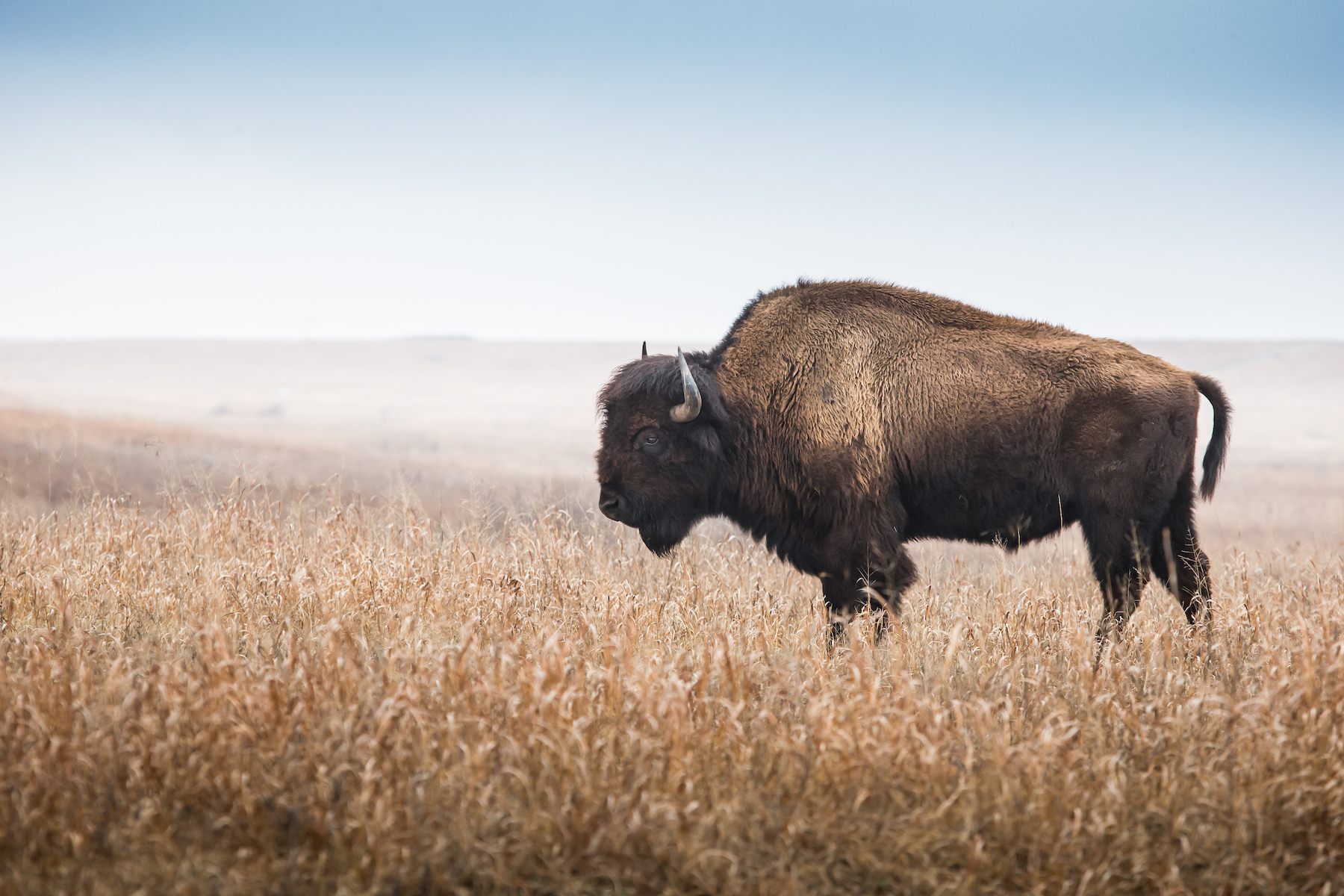 2017/12/Bison-An-American-survival-story.jpg
