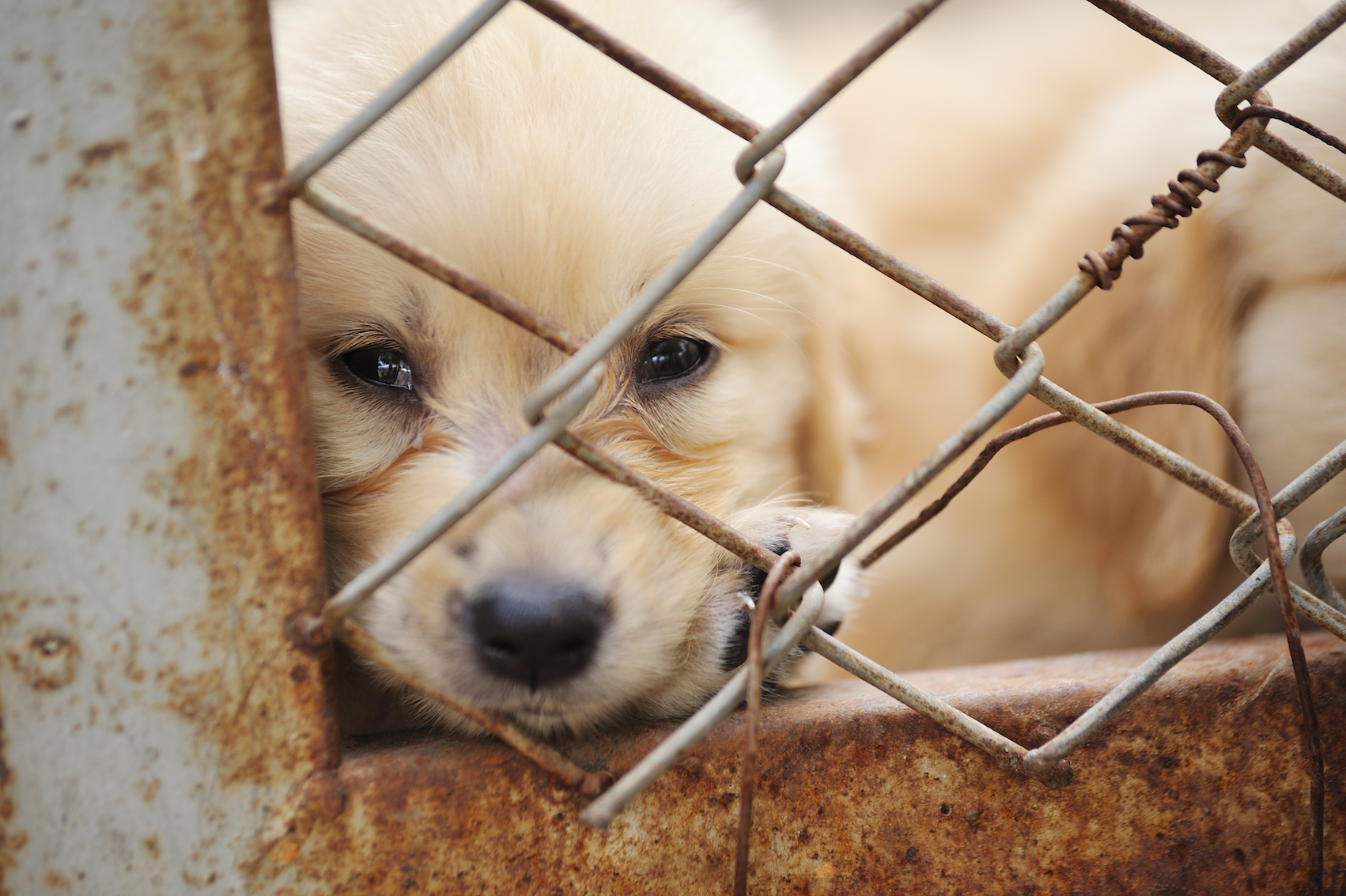 2017/12/UK-Prime-Minister-aims-to-eliminate-puppy-mills.jpg