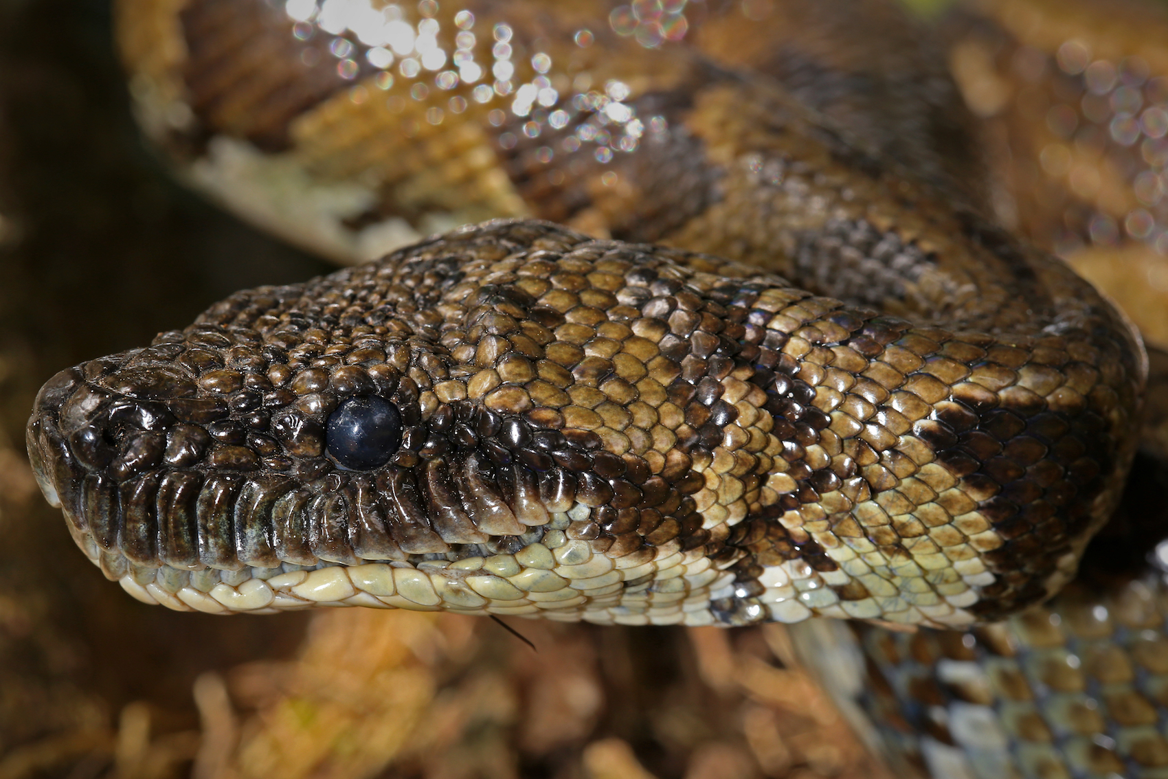 Malagasy Boas: An evolutionary mystery